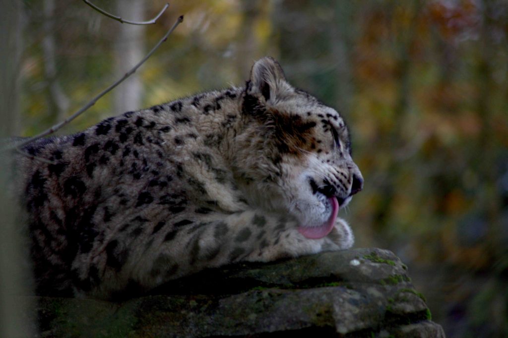 Snow leopard licking its paw